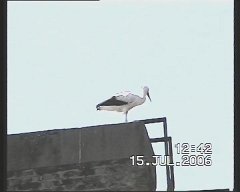 2006_06_15rep3 (web)